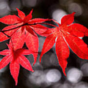Dancing Japanese Maple Poster