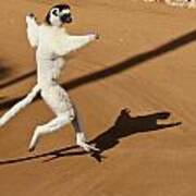 Dancing Sifaka 1 Poster