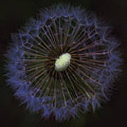 Dandelion Nebula Poster