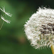 Dandelion Seed Being On The Wind  Oregon Poster