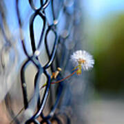 Dandelion Wish Poster