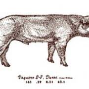 Danish Duroc Poster