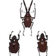 Darwin's Beetles Poster