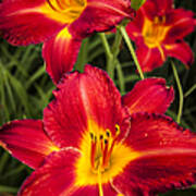 Day Lilies Poster