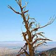 Dead Tree In Great Basin National Park Poster