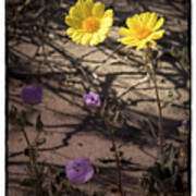 Death Valley Wildflowers Poster