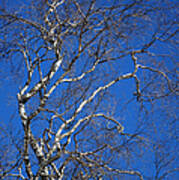 Deep Blue Sky And Birch Tree  1 Poster
