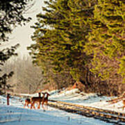 Deer Crossing Poster