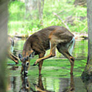 Deer Drinking Water And Scratching Head Poster