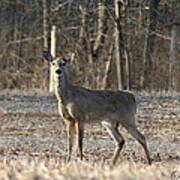 Deer In Field Poster