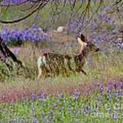 Deer In The Meadow Poster