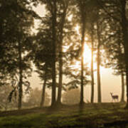 Deer In The Morning Mist. Poster