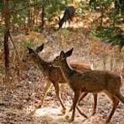 Deer In The Forest Poster