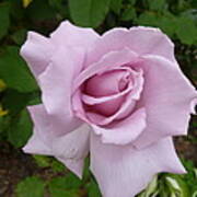 Delicate Purple Rose Poster