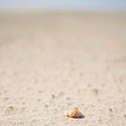 Denmark, Romo, Shell On Sand At North Poster