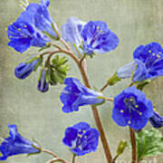 Desert Bluebells Bouquet Poster