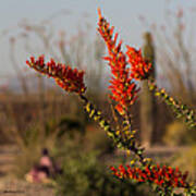 Desert Ocotillo Poster