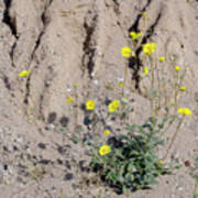 Desert Sunflower (geraea Canescens) Poster