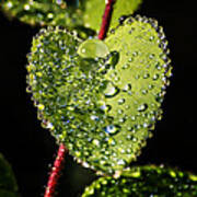 Dew Drops On A Leaf Ii Poster