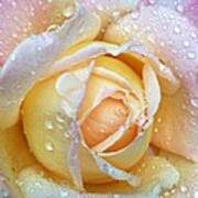 Dew Drops On Pastel Rose Petals Poster