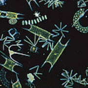 Diatoms And Dinoflagellates Poster