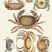 Different Kinds Of Crabs Poster