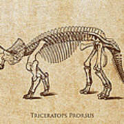 Dinosaur Triceratops Prorsus Poster