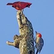 Dispute Between A Red Cardinal And A Red-bellied Woodpecker Poster
