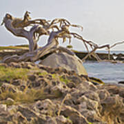 Divi Divi Tree On The Coastline Of Aruba Poster