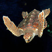 Diving Turtle Poster