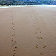 Dog And Human Footprints On The Beach Poster