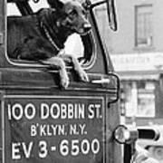 Dog And Truck In Brooklyn Poster