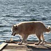 Dog On The Lake Poster