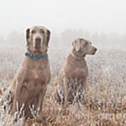 Dogs In Frosty Fog Poster