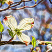 Dogwood Glowing In The Sunlight Poster