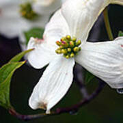 Dogwood Season Number Two Poster