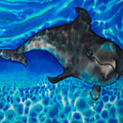 Dolphin In Saint Lucia Poster