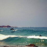 Dolphins Swimming With The Surfers At Asilomar State Beach Poster