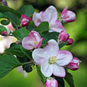 Door County Apple Blossoms Poster
