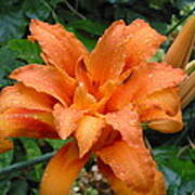 Double Orange Daylily Poster