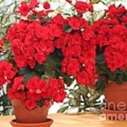 Double Red Begonias Poster