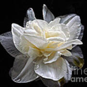 Double White Daffodil In Dark Water Poster