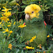 Double Yellow Headed Parrot Poster