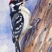 Downey Woodpecker Poster