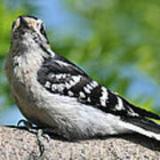 Downy Woodpecker 302 Poster