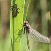 Dragonfly Metamorphosis - Ninth In Series Poster