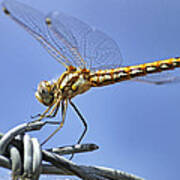 Dragonfly On Barbed Wire Poster