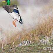 Drake Mallard Taking Poster