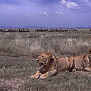 Drama On The Serengeti Poster