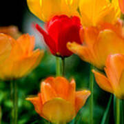 Dream Tulips Poster